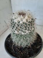 CACTOS Mammillaria Nº 45 – vaso 15