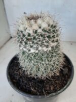 CACTOS Mammillaria Nº 45 – vaso 15 - Imagem 9