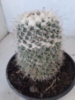 CACTOS Mammillaria Nº 45 – vaso 15 - Imagem 8