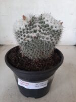 CACTOS  Nº 238 – vaso 15 - Imagem 2