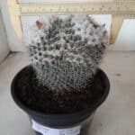 CACTOS  Nº 238 – vaso 15