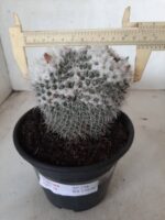 CACTOS  Nº 238 – vaso 15