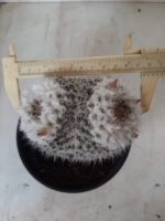 CACTOS  Nº 238 – vaso 15 - Imagem 5