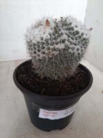 CACTOS  Nº 238 – vaso 15 - Imagem 14