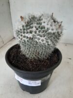 CACTOS  Nº 238 – vaso 15 - Imagem 12