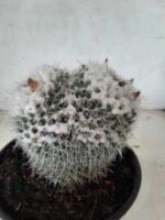 CACTOS  Nº 238 – vaso 15 - Imagem 11