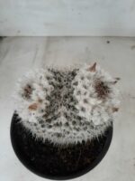 CACTOS  Nº 238 – vaso 15 - Imagem 8