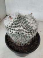 CACTOS  Nº 238 – vaso 15 - Imagem 9