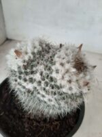 CACTOS  Nº 238 – vaso 15 - Imagem 3