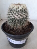 CACTOS Mammillaria Nº 36 – vaso 15 - Imagem 2