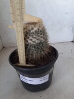 CACTOS Mammillaria Nº 36 – vaso 15 - Imagem 5
