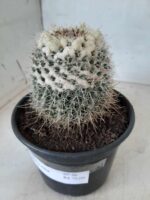 CACTOS Mammillaria Nº 36 – vaso 15 - Imagem 10