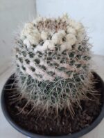 CACTOS Mammillaria Nº 36 – vaso 15 - Imagem 6