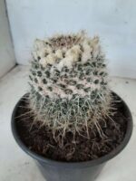 CACTOS Mammillaria Nº 36 – vaso 15 - Imagem 9