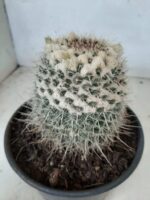 CACTOS Mammillaria Nº 36 – vaso 15 - Imagem 7