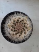 CACTOS Mammillaria Nº 36 – vaso 15 - Imagem 3