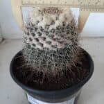 CACTOS Mammillaria Nº 36 – vaso 15