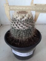 CACTOS Mammillaria Nº 36 – vaso 15