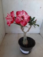 ENXERTO 11230 - 25cm (cor LM 892) - Imagem 2