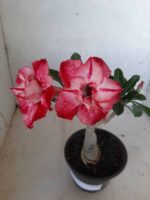 ENXERTO 11230 - 25cm (cor LM 892) - Imagem 3