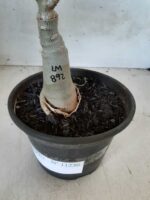 ENXERTO 11230 - 25cm (cor LM 892) - Imagem 6