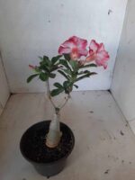 ENXERTO 11230 - 25cm (cor LM 892) - Imagem 5