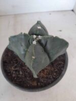 ASTROPHYTUM cv KIKKO "4 quinas" Nº 265 – vaso 11 - Imagem 10