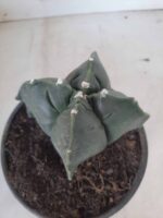 ASTROPHYTUM cv KIKKO "4 quinas" Nº 265 – vaso 11 - Imagem 9