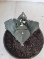 ASTROPHYTUM cv KIKKO "4 quinas" Nº 265 – vaso 11 - Imagem 8