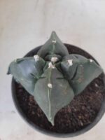 ASTROPHYTUM cv KIKKO "4 quinas" Nº 265 – vaso 11 - Imagem 6
