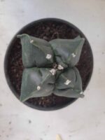 ASTROPHYTUM cv KIKKO "4 quinas" Nº 265 – vaso 11