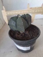 ASTROPHYTUM cv KIKKO "4 quinas" Nº 265 – vaso 11 - Imagem 4