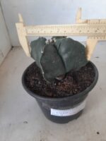 ASTROPHYTUM cv KIKKO "4 quinas" Nº 265 – vaso 11 - Imagem 7