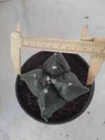 ASTROPHYTUM cv KIKKO "4 quinas" Nº 265 – vaso 11 - Imagem 5