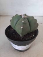 ASTROPHYTUM cv KIKKO "4 quinas" Nº 267 – vaso 11 - Imagem 2
