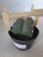 ASTROPHYTUM cv KIKKO "4 quinas" Nº 267 – vaso 11 - Imagem 8