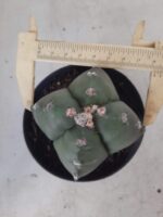 ASTROPHYTUM cv KIKKO "4 quinas" Nº 267 – vaso 11 - Imagem 5