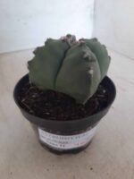ASTROPHYTUM cv KIKKO "4 quinas" Nº 267 – vaso 11 - Imagem 14