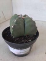 ASTROPHYTUM cv KIKKO "4 quinas" Nº 267 – vaso 11 - Imagem 12