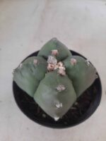 ASTROPHYTUM cv KIKKO "4 quinas" Nº 267 – vaso 11 - Imagem 10
