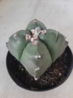ASTROPHYTUM cv KIKKO "4 quinas" Nº 267 – vaso 11 - Imagem 9