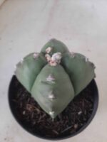 ASTROPHYTUM cv KIKKO "4 quinas" Nº 267 – vaso 11 - Imagem 7