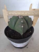ASTROPHYTUM cv KIKKO "4 quinas" Nº 267 – vaso 11