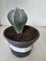 ASTROPHYTUM MYRIOSTIGMA  Nº 302 – vaso 15 - Imagem 2