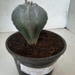 ASTROPHYTUM MYRIOSTIGMA  Nº 302 – vaso 15