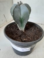 ASTROPHYTUM MYRIOSTIGMA  Nº 302 – vaso 15 - Imagem 9