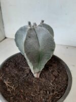 ASTROPHYTUM MYRIOSTIGMA  Nº 302 – vaso 15 - Imagem 4