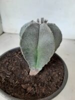 ASTROPHYTUM MYRIOSTIGMA  Nº 302 – vaso 15 - Imagem 8