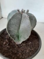 ASTROPHYTUM MYRIOSTIGMA  Nº 302 – vaso 15 - Imagem 7