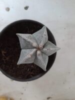 ASTROPHYTUM MYRIOSTIGMA  Nº 302 – vaso 15 - Imagem 3